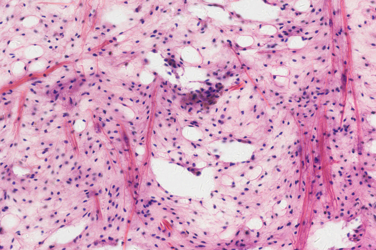 1-1 Brightfield Microscopy
