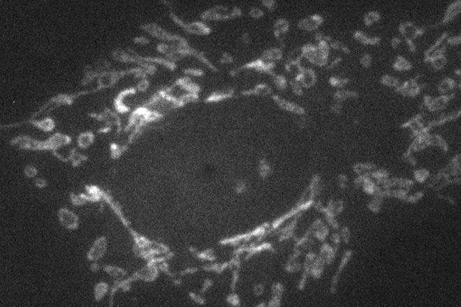 1-2-Widefield Microscopy