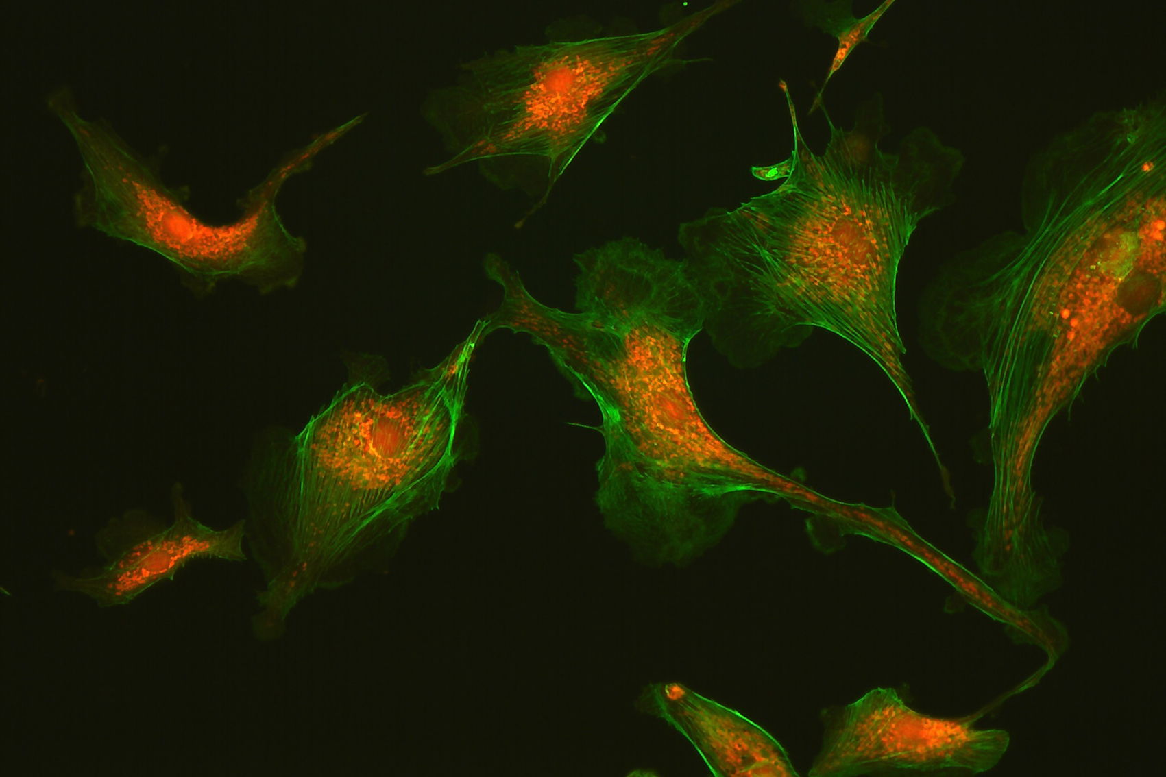 1-3-Confocal Microscopy
