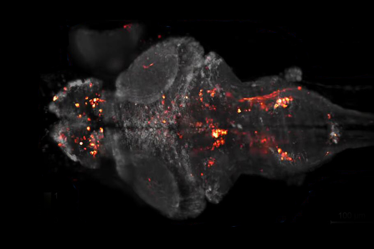 1-6 Calciumimaging