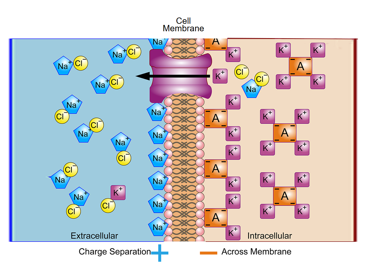 1-8 Membrane Potential Imaging