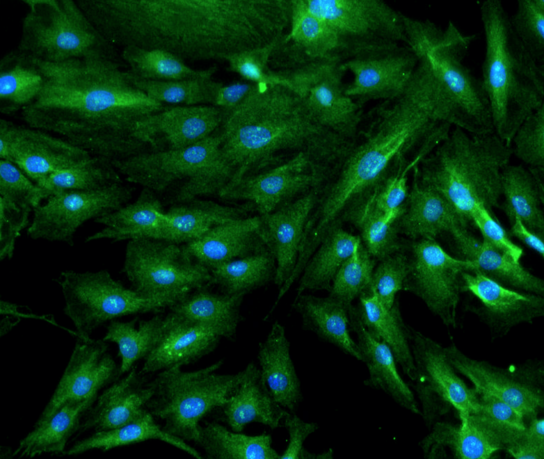 Advanced Microscopy Sample