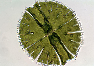 Tucsen ISH1000 camera shooting beautiful round MSI cosmarium