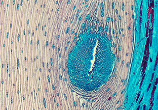 Tissue Section Microscopy imging -TrueChrome HDMI Camera
