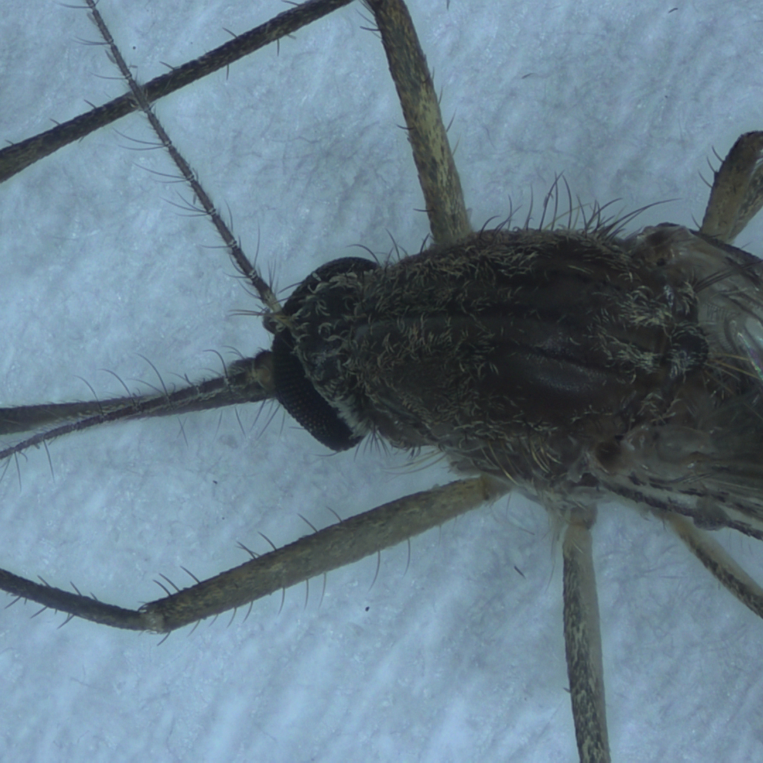 Mosquito Flagella EDF Observation - Stereo 3X