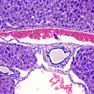Biological microscopy-pathology