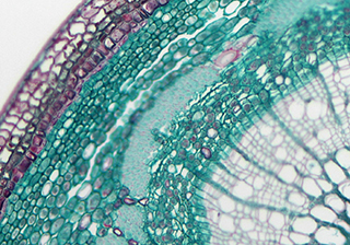 Bright Field Cell Microscopy imaging