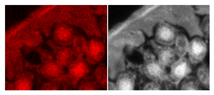 Color Cameras for Scientific Applications: How They Work and Where They Excel