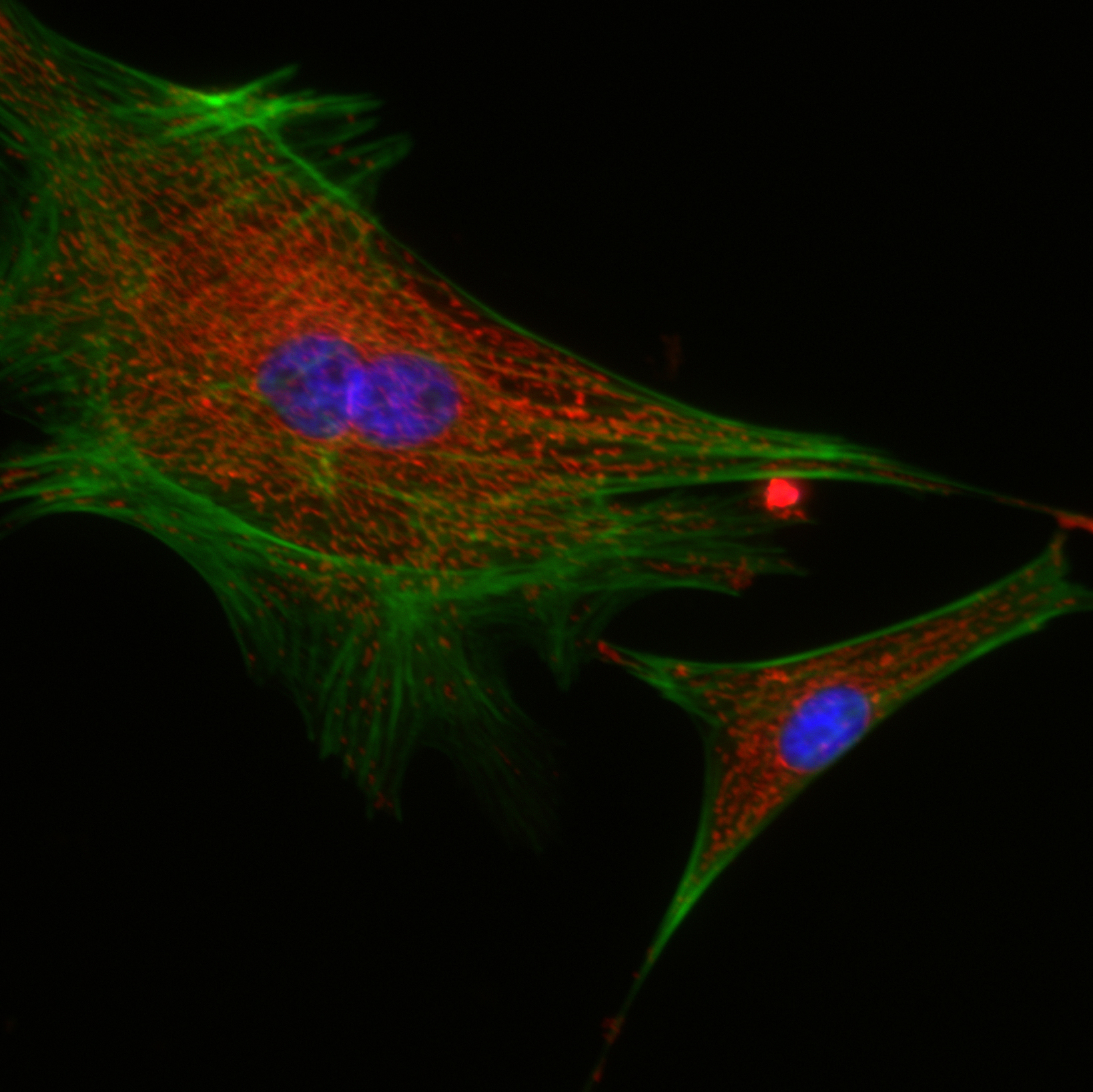 Confocal microscopy 