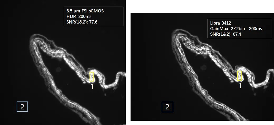 Image SNR Comparison - Libra 3412M vs. FSI sCMOS