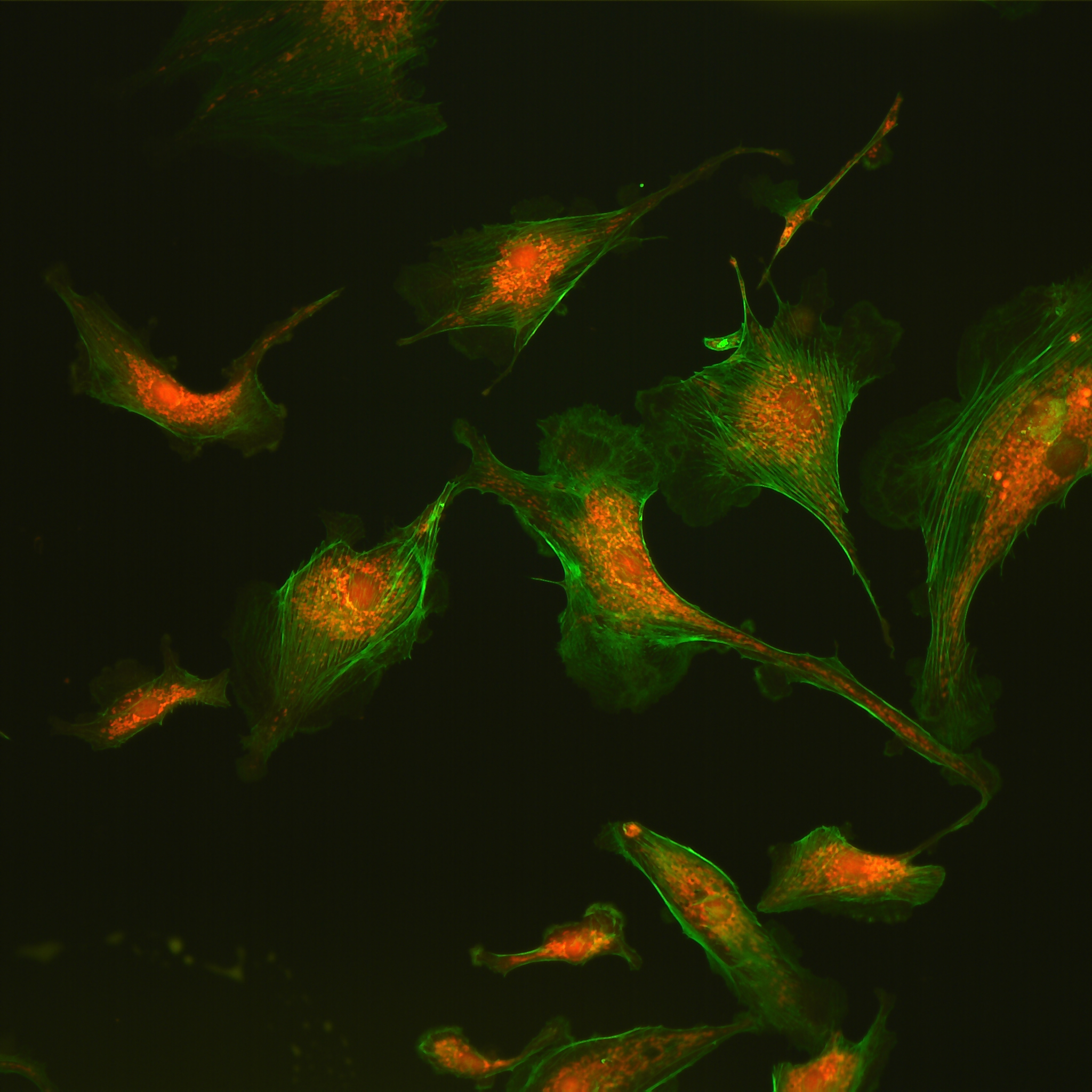 Confocal Microscopy